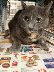 Shelter Stray Female Cat last seen , 14409 Vanowen St, Van Nuys, CA 91405, USA