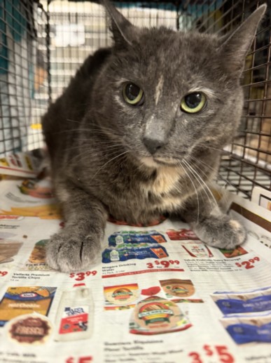 Shelter Stray Female Cat last seen , 14409 Vanowen St, Van Nuys, CA 91405, USA