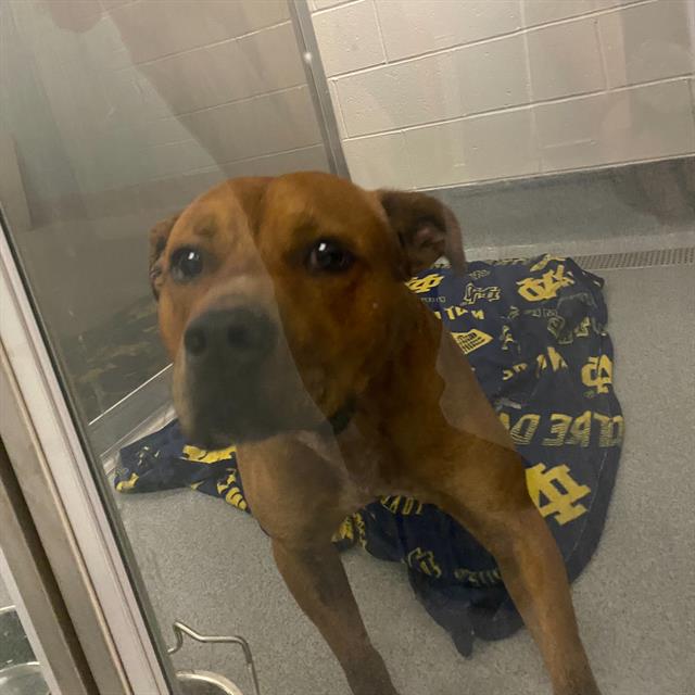 Shelter Stray Male Dog last seen Near, 2600 S Harding St, Indianapolis, IN 46221, USA