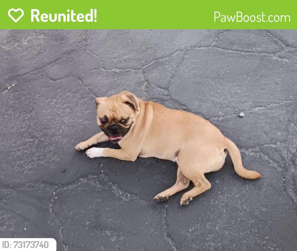 Reunited Male Dog last seen Valley blvd crossing Hemlock ave, Fontana, CA 92335