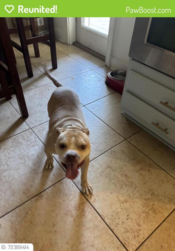 Reunited Female Dog last seen Gerona & Brougham, Jacksonville, FL 32246