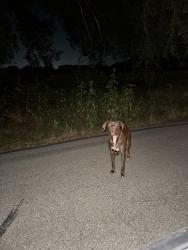 Found/Stray Unknown Dog last seen Pottershop road, Cross Roads, TX 76227