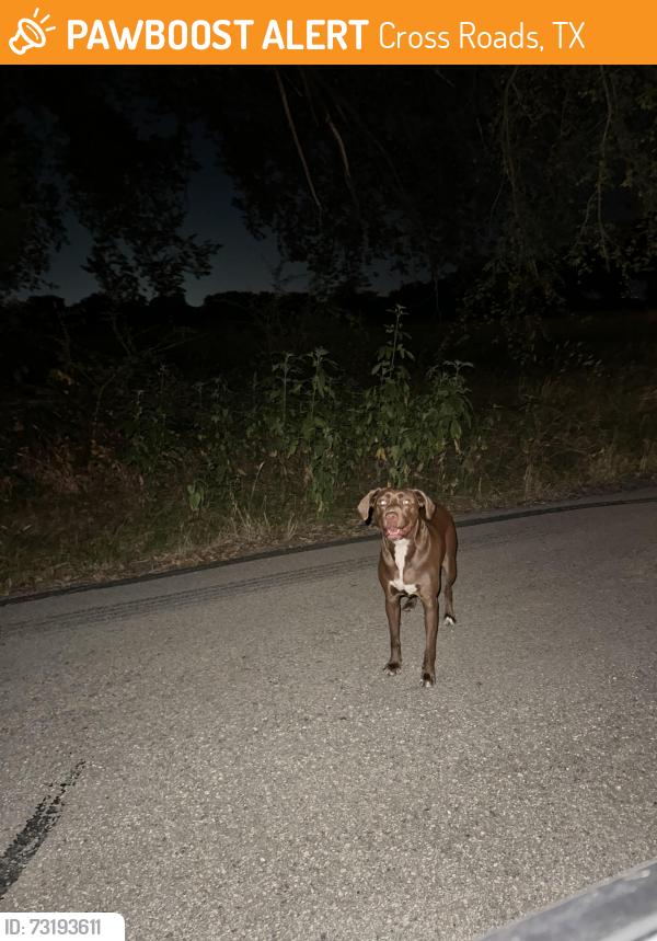 Found/Stray Unknown Dog last seen Pottershop road, Cross Roads, TX 76227
