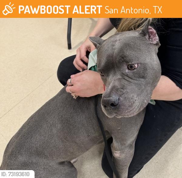 Found/Stray Male Dog last seen Woodlawn, San Antonio, TX 78207
