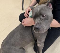 Found/Stray Male Dog last seen Woodlawn, San Antonio, TX 78207