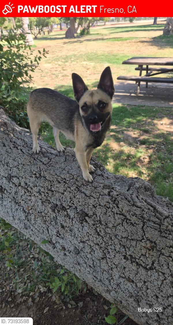 Lost Male Dog last seen Van ness ave, Fresno, CA 93728