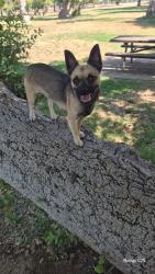 Lost Male Dog last seen Van ness ave, Fresno, CA 93728