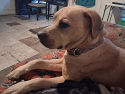 Lost Male Dog last seen Windsor Street English and Willard Street, Jamestown, NY 14701