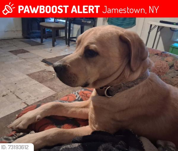 Lost Male Dog last seen Windsor Street English and Willard Street, Jamestown, NY 14701