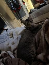 Reunited Female Cat last seen In between the chevron and 711, Gardena, CA 90249