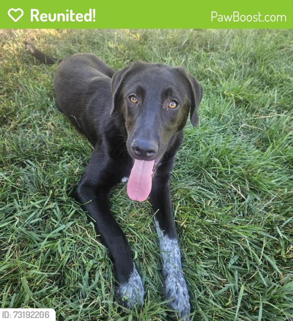 Reunited Male Dog last seen Near E Millbrook Dr, Millcreek, UT 84106, USA, Millcreek, UT 84106