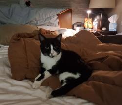 Lost Male Cat last seen Del Mar and Ashlan, Fresno, CA 93704