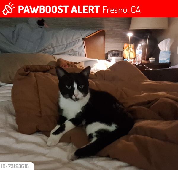 Lost Male Cat last seen Del Mar and Ashlan, Fresno, CA 93704