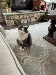 Lost Male Cat last seen Near Trinity Ridge Pkwy, Fort Mill, SC 29715