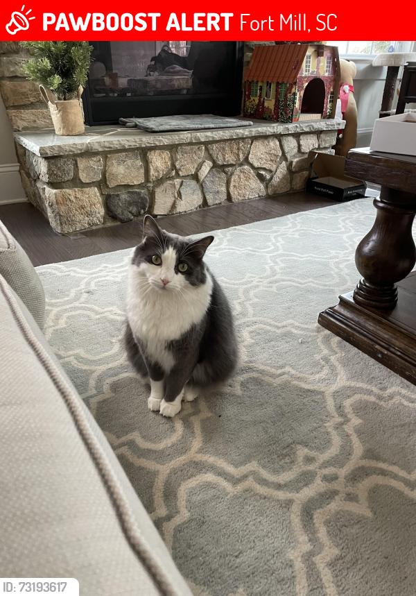 Lost Male Cat last seen Near Trinity Ridge Pkwy, Fort Mill, SC 29715