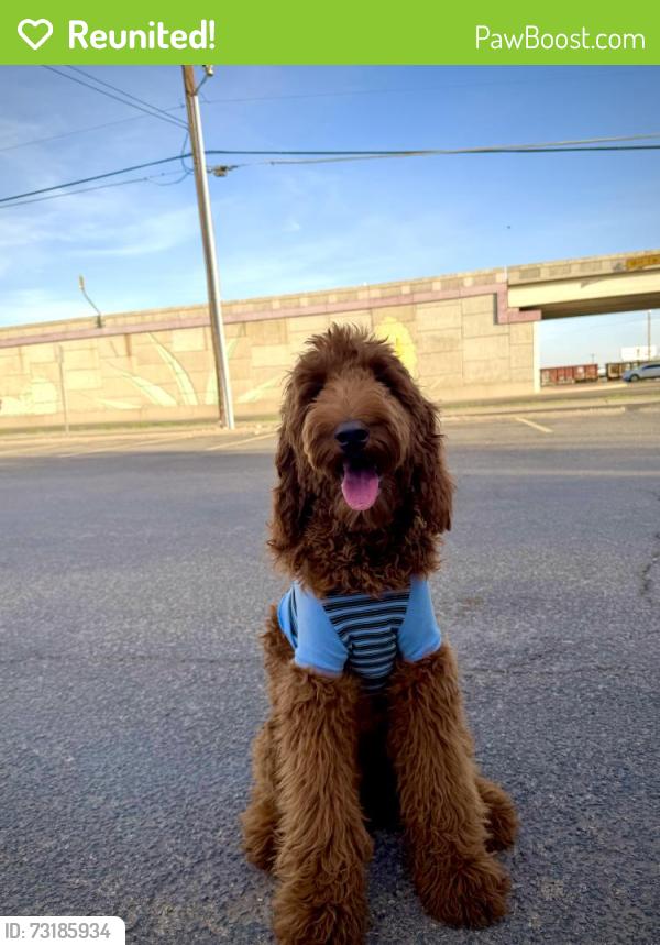 Reunited Male Dog last seen Belt line road, Irving, TX 75038