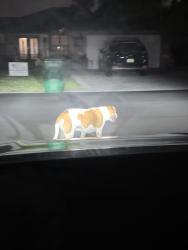 Reunited Unknown Dog last seen NW 113th Terrace, Coral Springs, FL, USA, Coral Springs, FL 33076