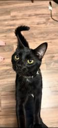 Reunited Male Cat last seen Near Fry Rd, Middleburg Heights, OH 44130, USA, Middleburg Heights, OH 44130