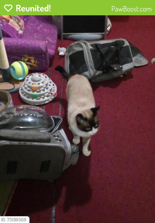 Reunited Male Cat last seen At home, on Shakespeare St., San Francisco CA, San Francisco, CA 94112