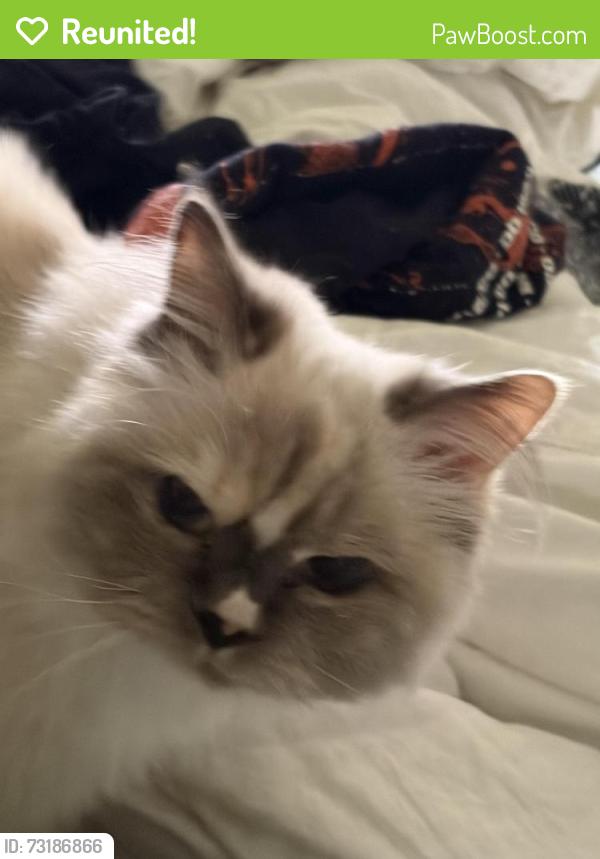 Reunited Female Cat last seen McMillan and five mile, Boise, ID 83713