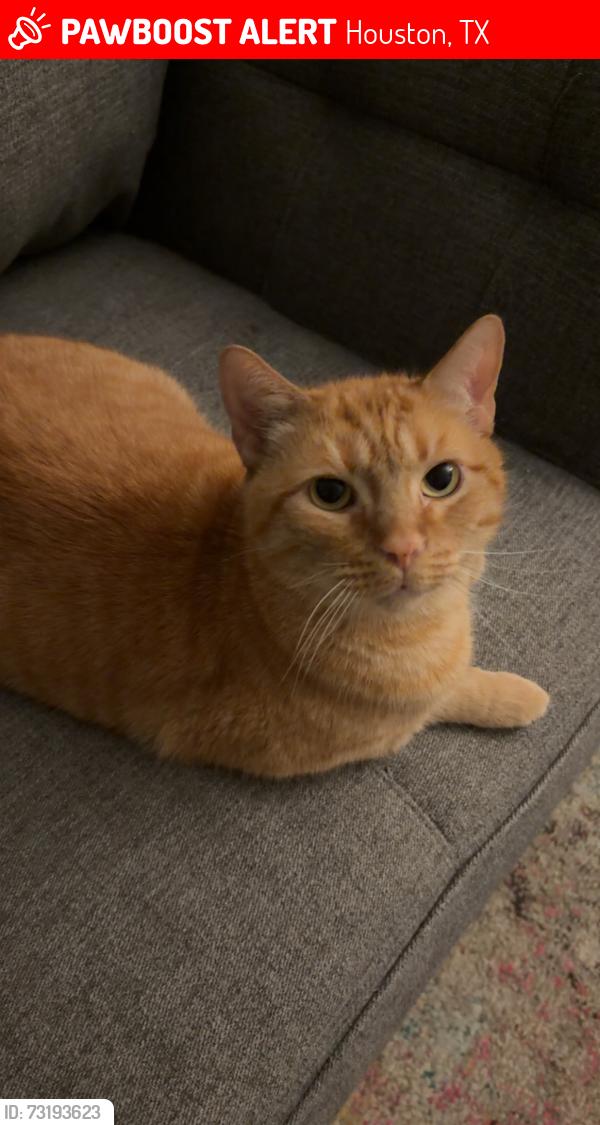Lost Male Cat last seen Feagan and Shepherd, Houston, TX 77007