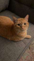Lost Male Cat last seen Feagan and Shepherd, Houston, TX 77007