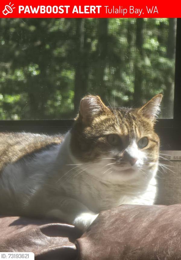 Lost Female Cat last seen Firetrail Rd, Tulalip Bay, WA 98271