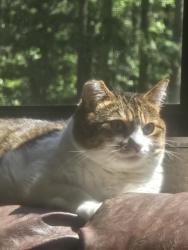 Lost Female Cat last seen Firetrail Rd, Tulalip Bay, WA 98271