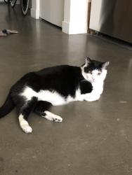 Lost Male Cat last seen Spring Garden Park, Portland, OR 97219