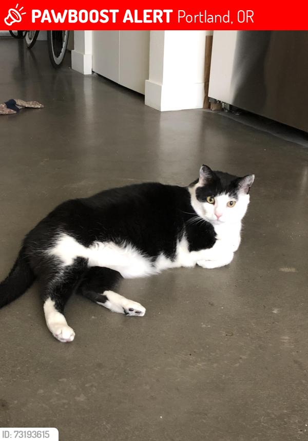 Lost Male Cat last seen Spring Garden Park, Portland, OR 97219