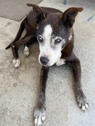 Reunited Male Dog last seen E Orangeburg Ave, Modesto, CA 95355