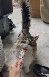 Found/Stray Female Cat last seen snell and blossom hill, San Jose, CA 95123