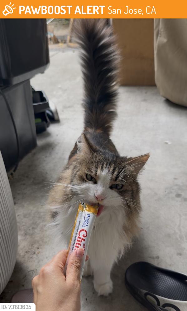 Found/Stray Female Cat last seen snell and blossom hill, San Jose, CA 95123