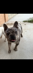 Lost Male Dog last seen Gage and 65th street, Los Angeles, CA 90044