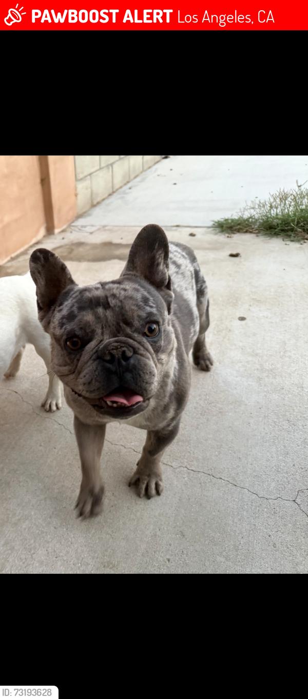Lost Male Dog last seen Gage and 65th street, Los Angeles, CA 90044