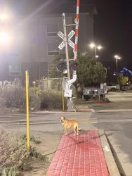 Found/Stray Unknown Dog last seen near train tracks behind the La Quinta, South San Francisco, CA 94080