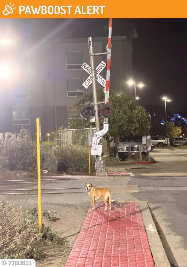 Found/Stray Unknown Dog last seen near train tracks behind the La Quinta, South San Francisco, CA 94080