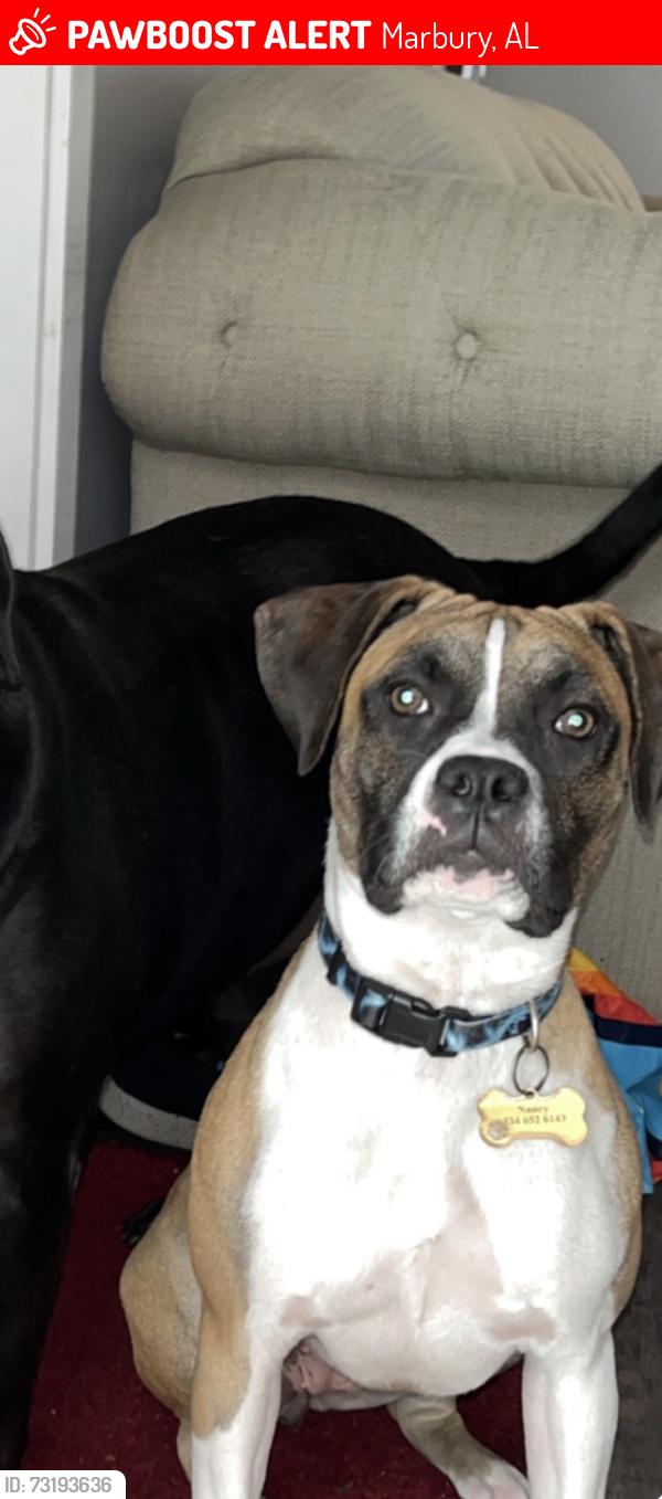 Lost Female Dog last seen County Road 20 West Marbury Alabama, Marbury, AL 36051
