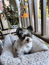 Found/Stray Male Dog last seen Near Tacos el Rey, Marysville, WA 98271