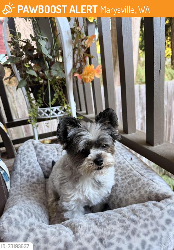 Found/Stray Male Dog last seen Near Tacos el Rey, Marysville, WA 98271