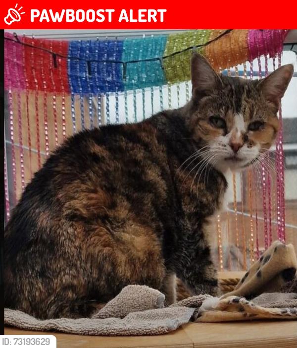 Lost Female Cat last seen M13 9HD, Greater Manchester, England M13 9HD