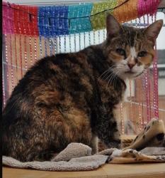 Lost Female Cat last seen M13 9HD, Greater Manchester, England M13 9HD