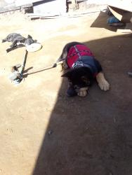 Reunited Male Dog last seen W La casa drive, Rancho Cordova, CA 95670