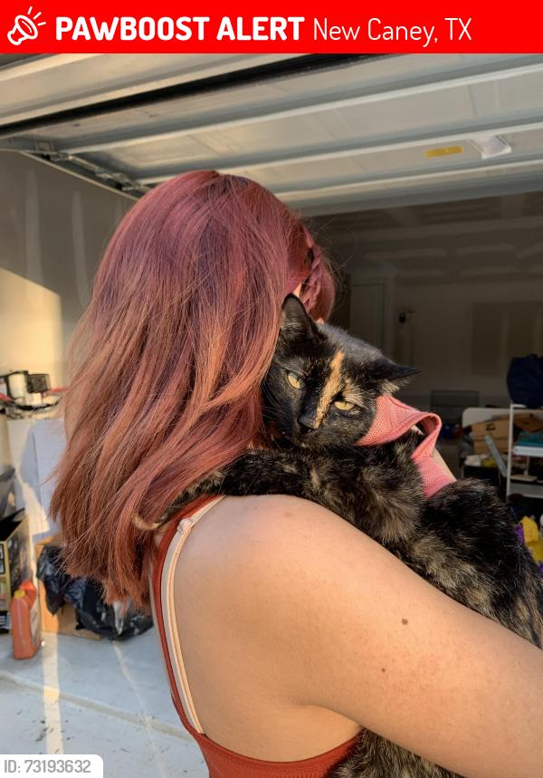 Lost Female Cat last seen Gene Campbell, New Caney, TX 77357