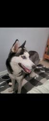 Reunited Female Dog last seen Near police departmen, Cape Coral, FL 33990