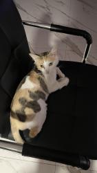 Lost Female Cat last seen Colonia los alcaldes, Juárez, Chih. 79915