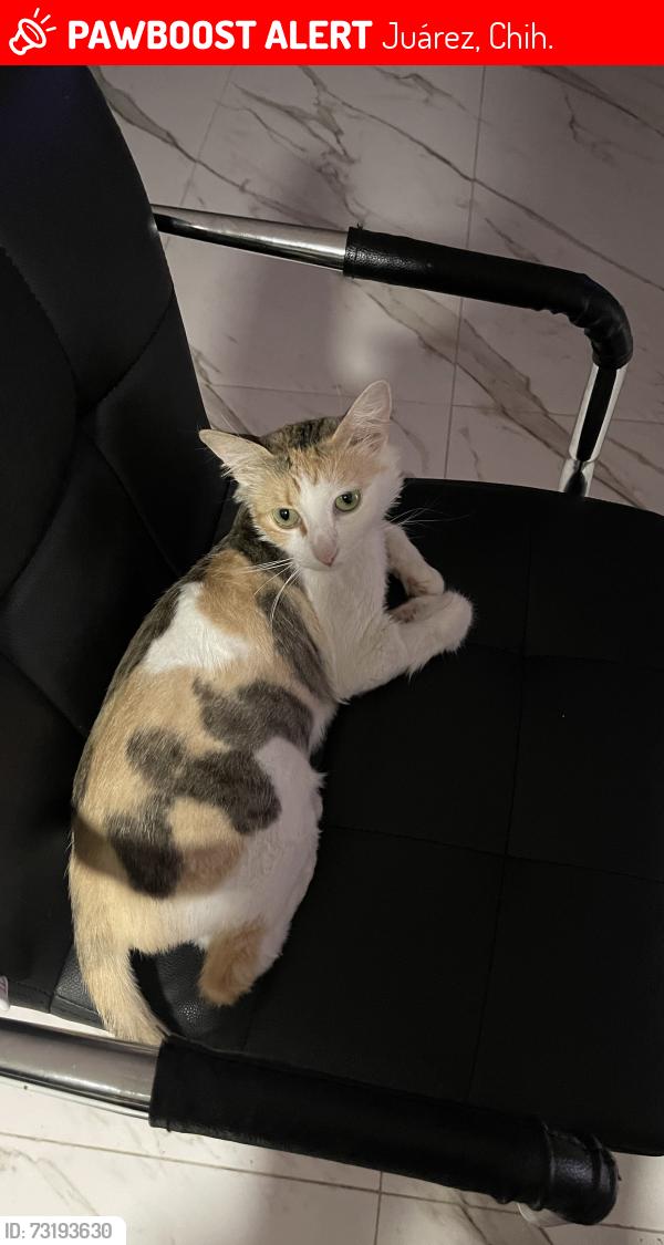 Lost Female Cat last seen Colonia los alcaldes, Juárez, Chih. 79915