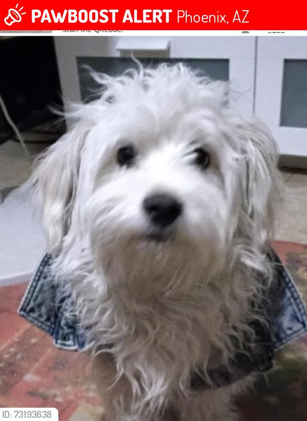 Lost Male Dog last seen Black Canyon hwy and 27th ave, Phoenix, AZ 85051
