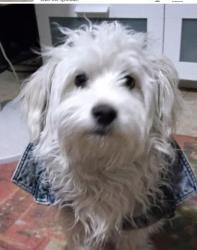 Lost Male Dog last seen Black Canyon hwy and 27th ave, Phoenix, AZ 85051