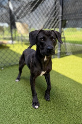 Shelter Stray Male Dog last seen Near Adams Lane, DUSON, LA, 70529, 410 Dugas Rd, Lafayette, LA 70507, USA